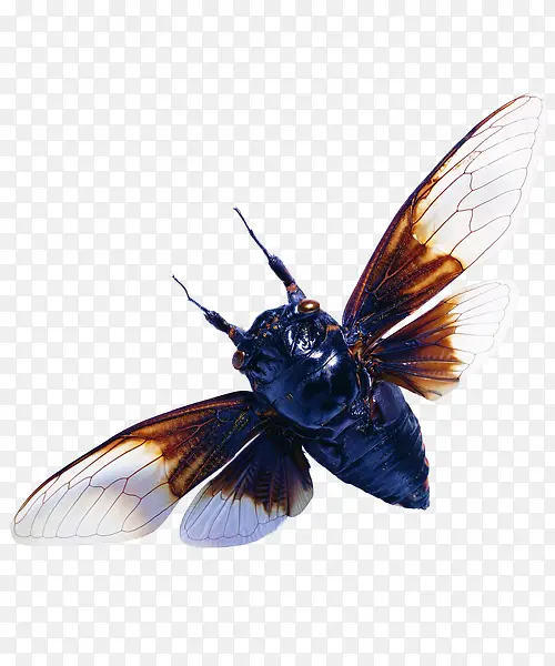 �����ز�-������