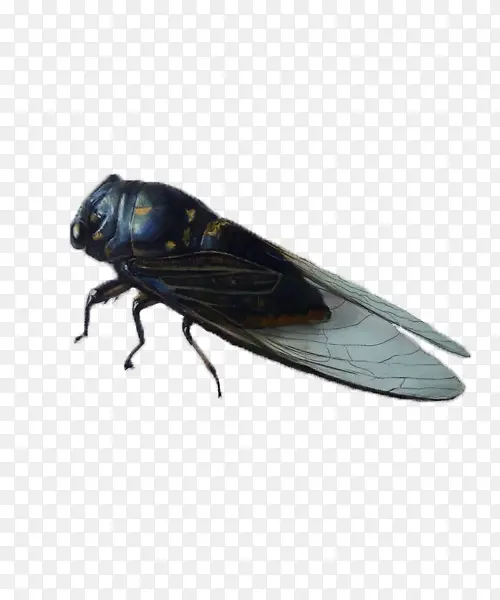 �����ز�-������