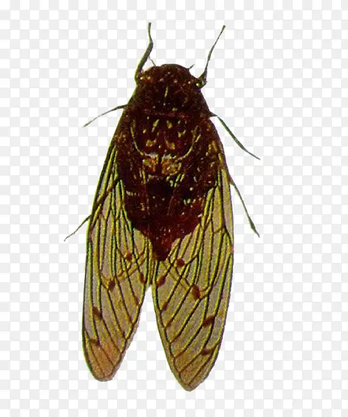 �廭���ز�-������