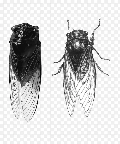 �ֻ���ز�-������