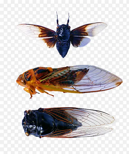 ��ֻ���ز�-������