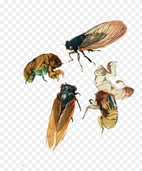 �廭���ز�-������