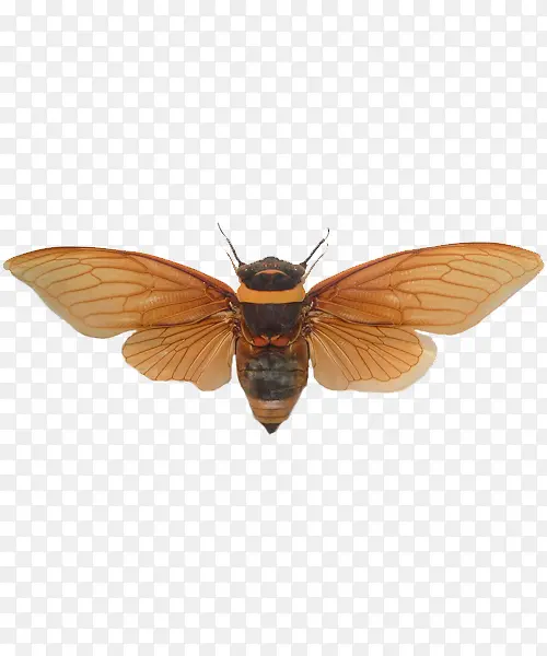 �ֻ���ز�-������