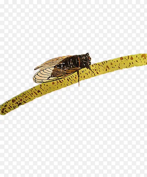 �廭���ز�-������