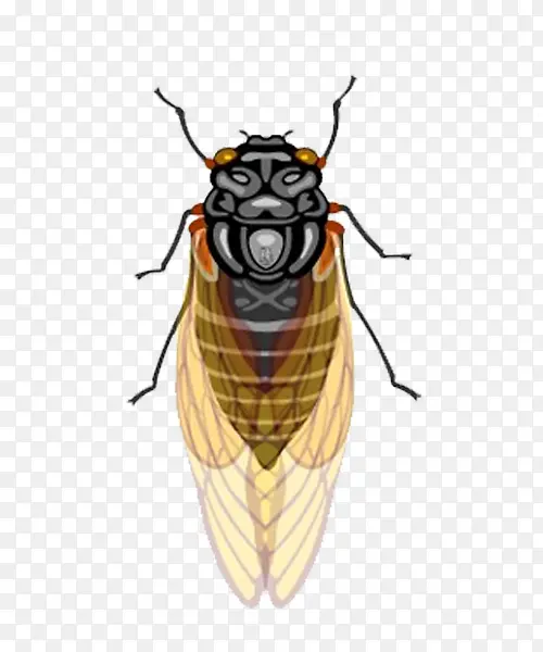 �廭���ز�-������