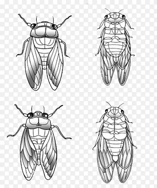 ��ֻ��ʸ��ͼ-������