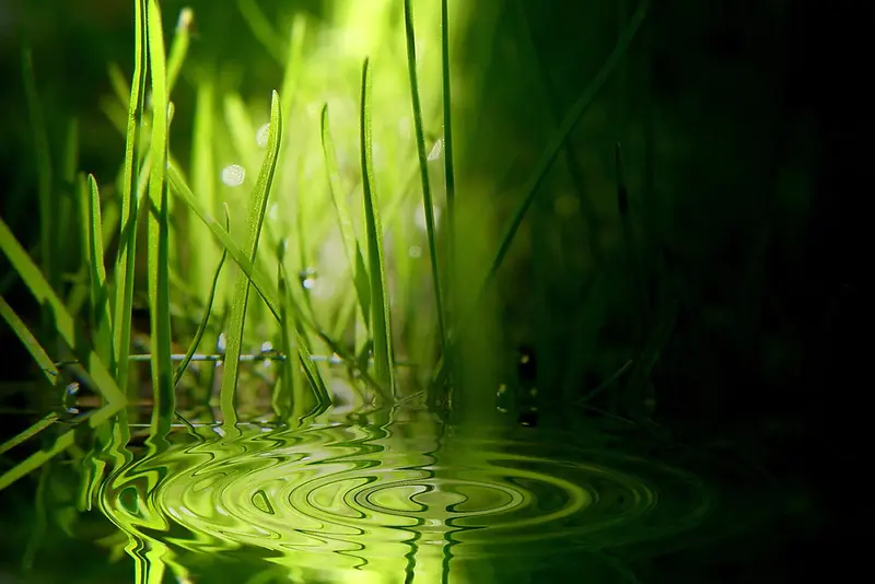 ˮ���̲ݱ���-������