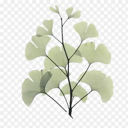 ����Ҷװ��-������