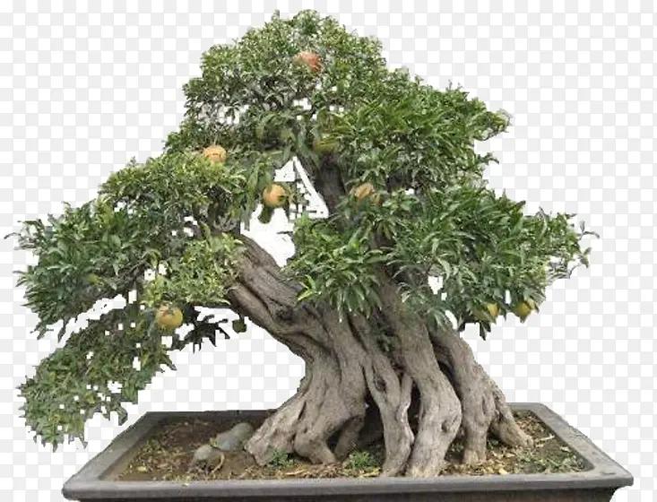 ����ʯ�����辰-������