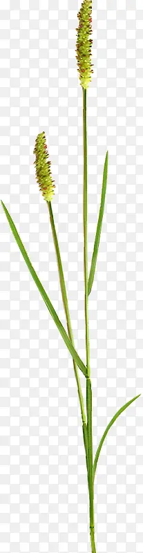 ��β�Ͳ�-������