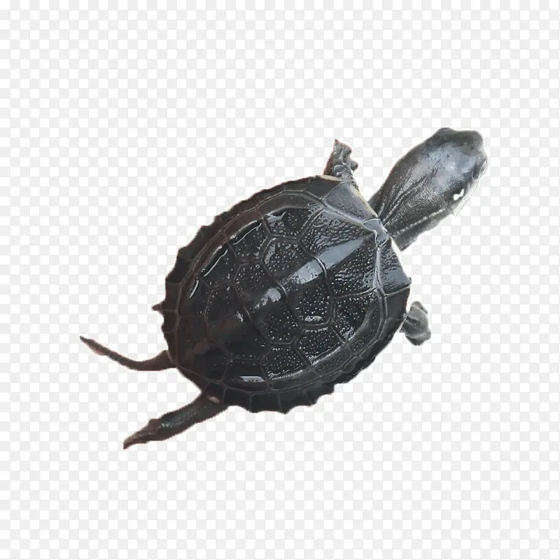 ��ɫ�ڹ�-������