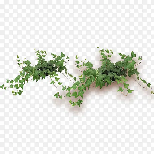 ��ɫ�ٲ�Ҷ-������