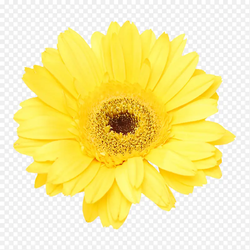 ���󻨶�ͼƬֲ�ﻨ���ز� ��ɫ-������