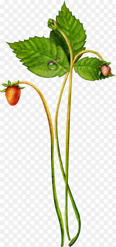 ˮ����ݮ��-������