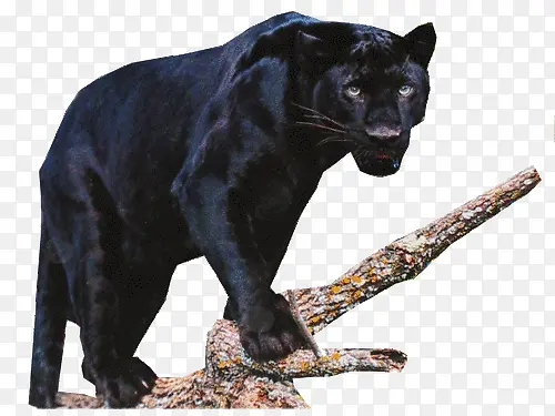 ��֦�ϵĺڱ��ز�-������