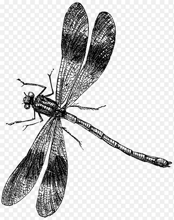 ����-������