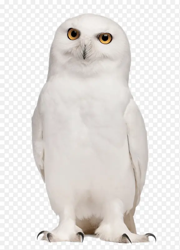 ��ɫèͷӥ-������