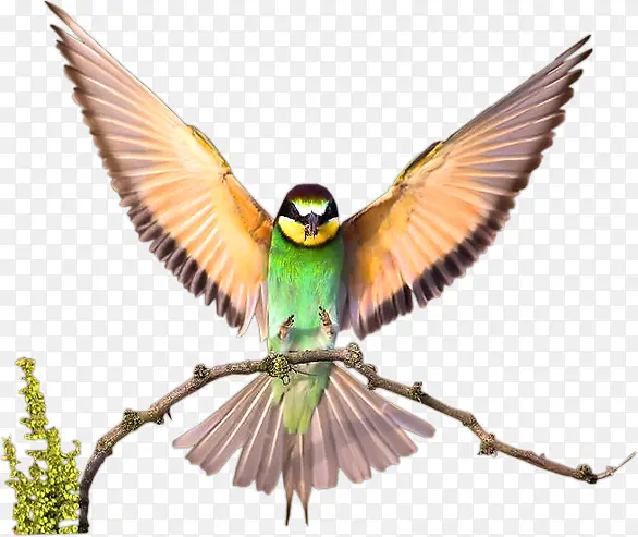 ��֦�ϵĴ���-������