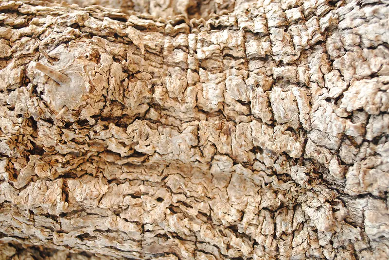 ������Ƥ��������-������