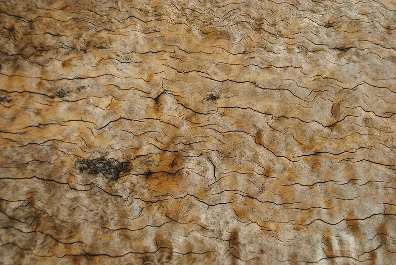 ����ľ�Ʊ���-������