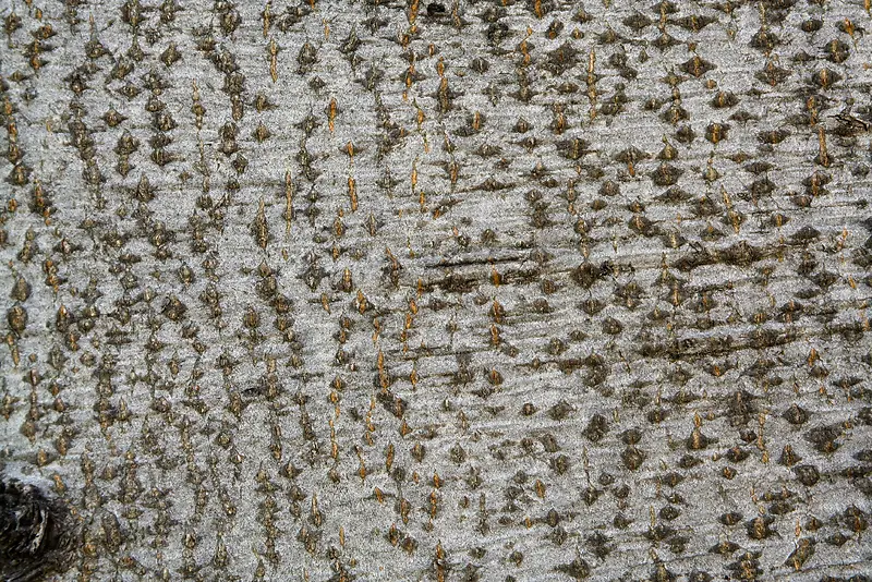 ���ɱ���-������