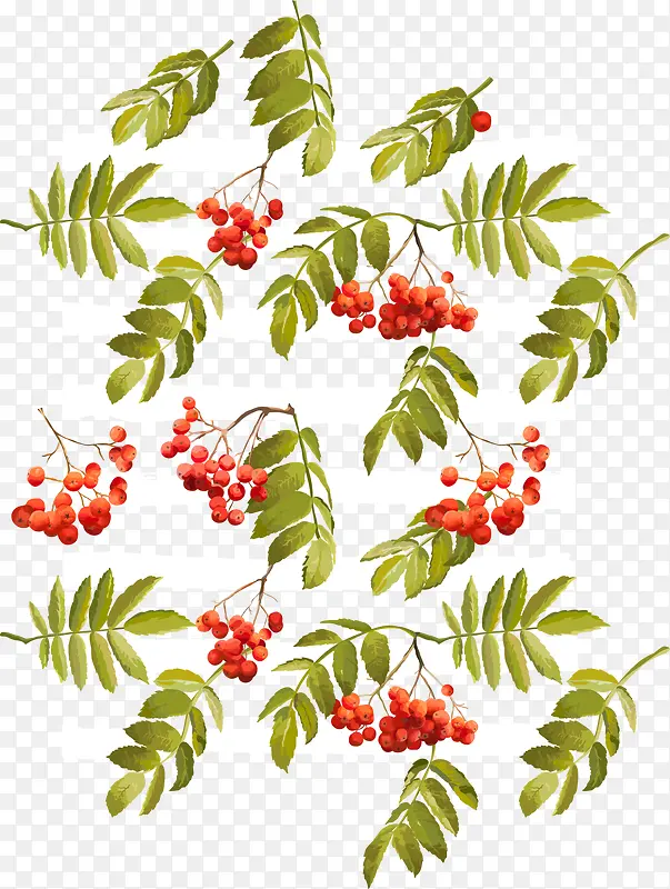 ��֦���౳��-������