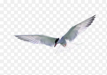 ��ɫ����-������