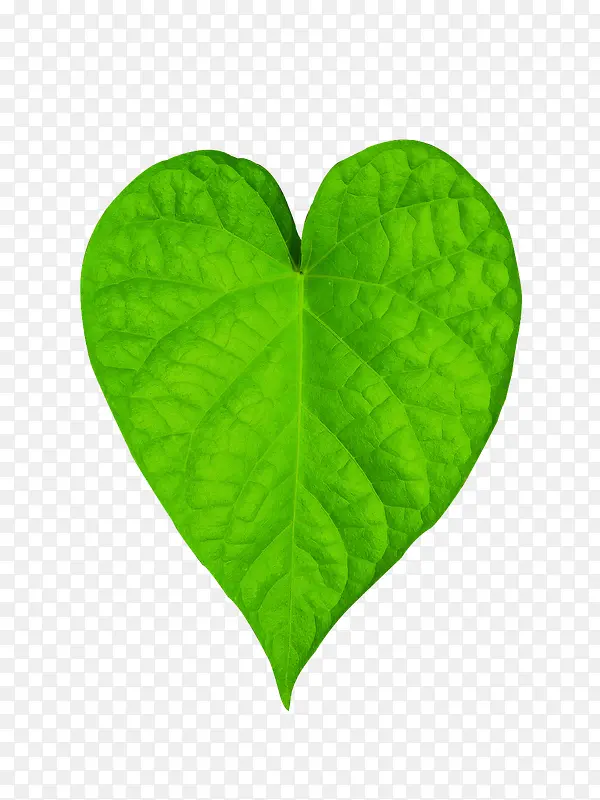 ��ɫ������Ҷ-������