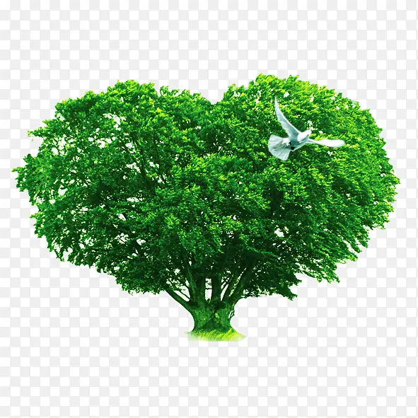 ���ĵ���ľ-������