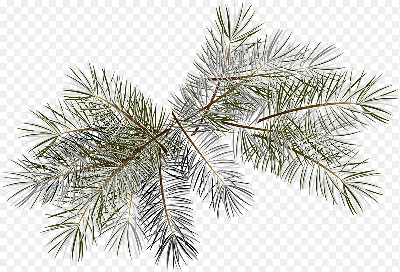 ��ɫ����ֲ��-������