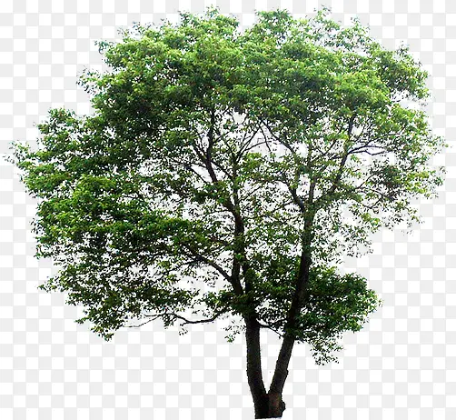 ϡ����Ҷ���۴���-������