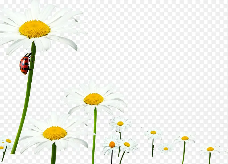 ��ɫΨ��ư�滨��-������