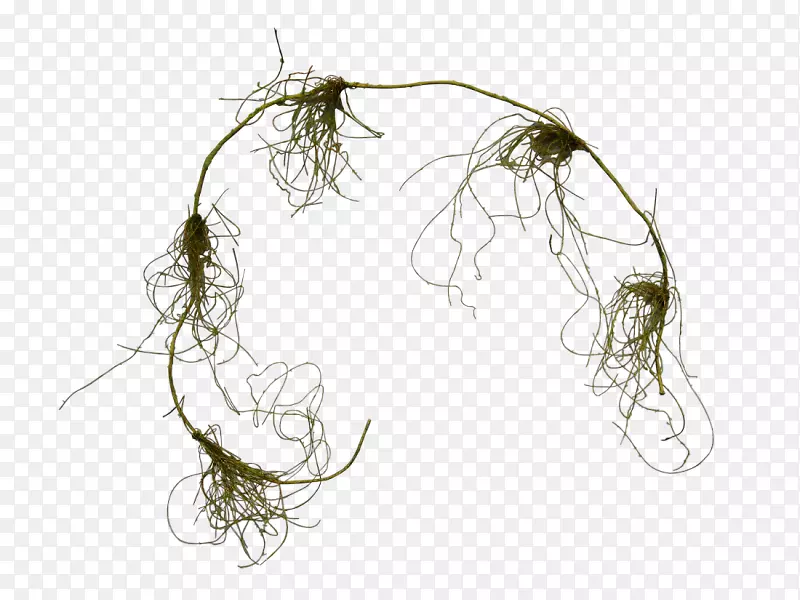 �˹�����jmc����ֲ�ﾥ֦-������