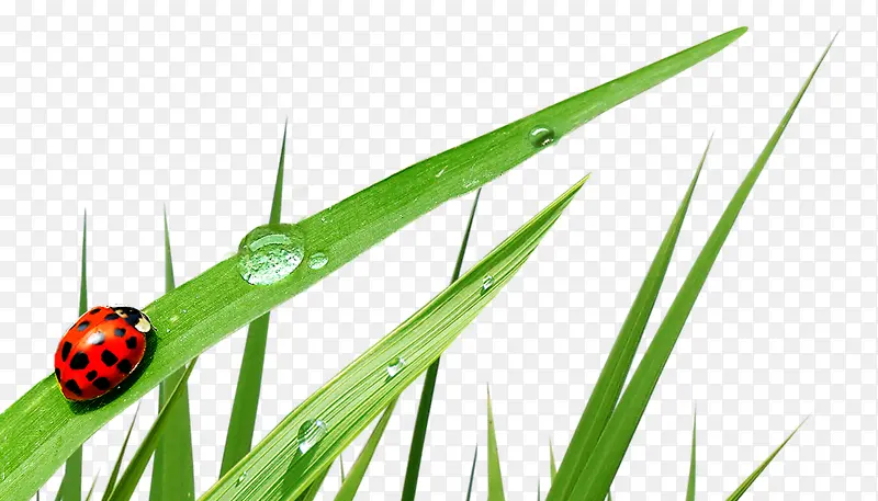 ��ݼ׳�-������