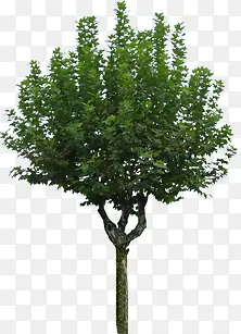 ͦ�ε���ɫֲ�����-������