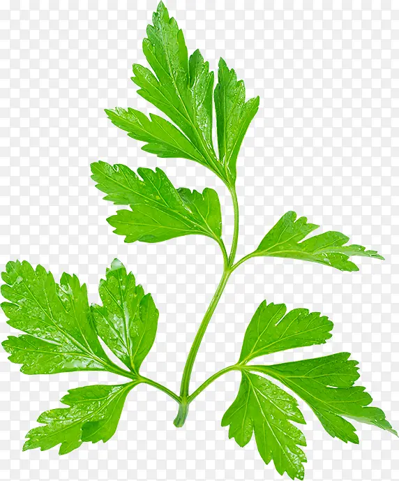 ��ɫ�����-������