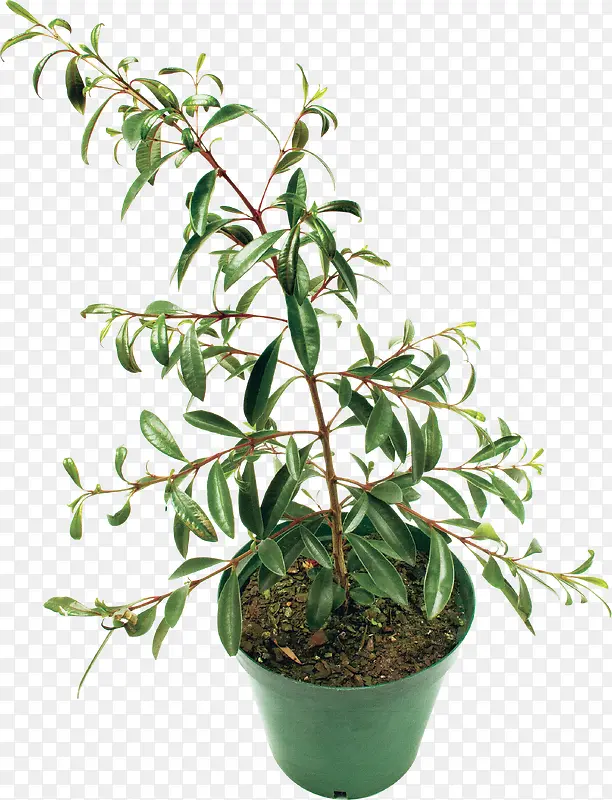 ��֦-������