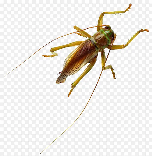 �����������-������