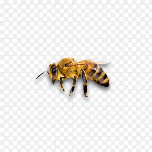 ��Ʒ�ͼƬ-������