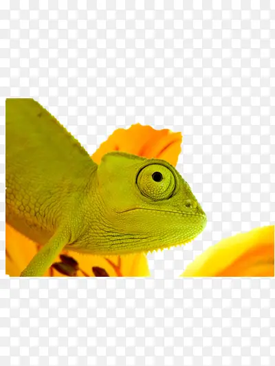 ��ɫ��-������