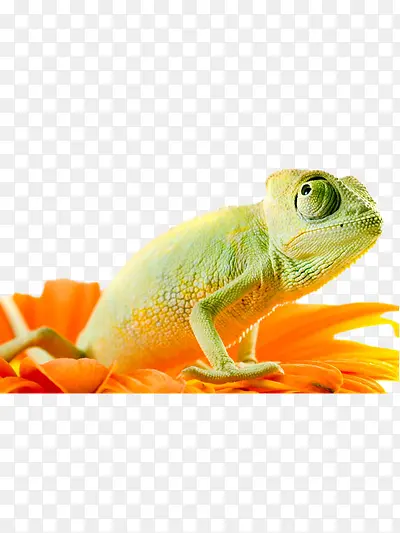 ��ɫ��-������