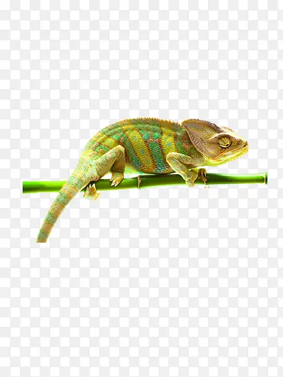 ��ɫ��-������