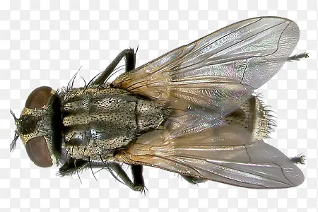 ���в�Ӭ-������