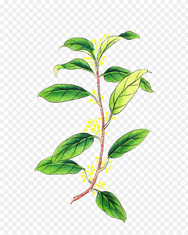 �ֻ��ͼ�´���֦��ѿ-������