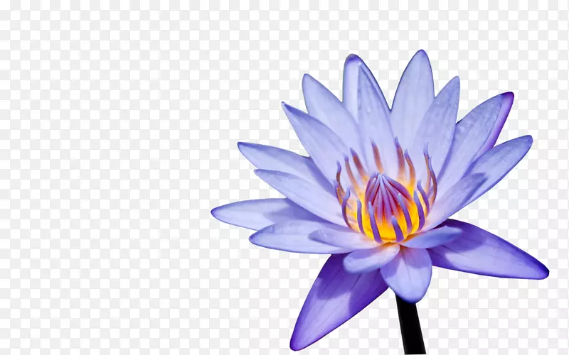 ����������-ˮ�ٺ�-������