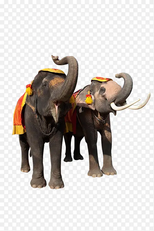 ��ֻ������ӵĴ���-������