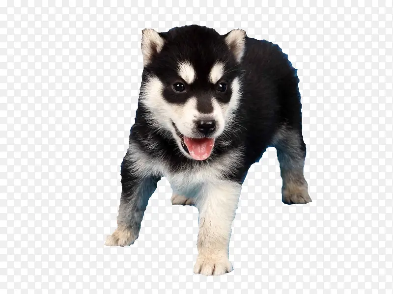 �ɰ�����-������