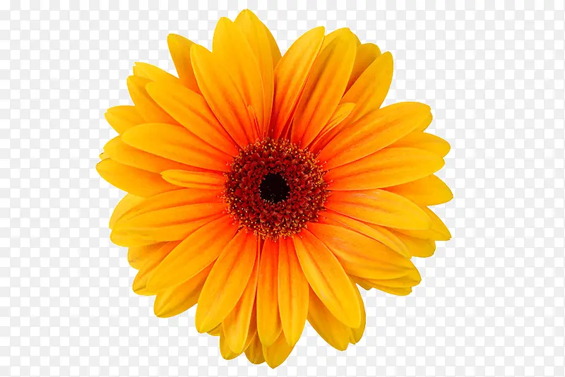 ��ɫ�ʻ��ջ�-������