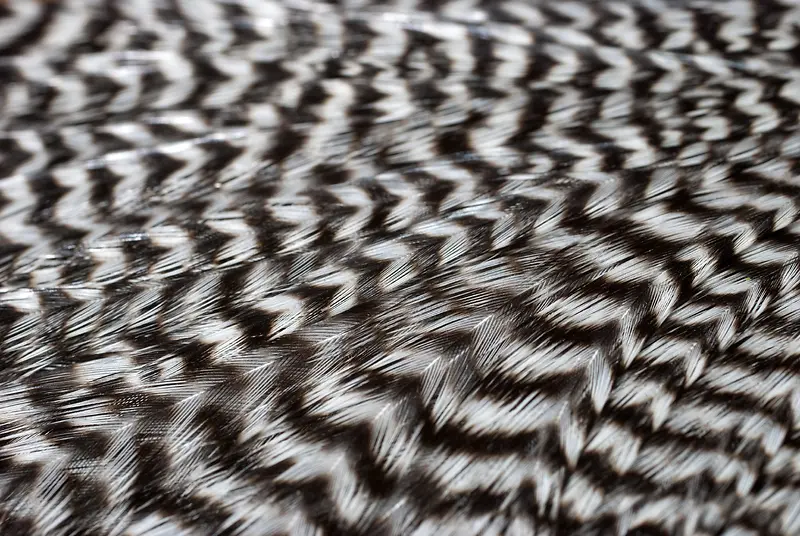 �ڰ���ë����-������