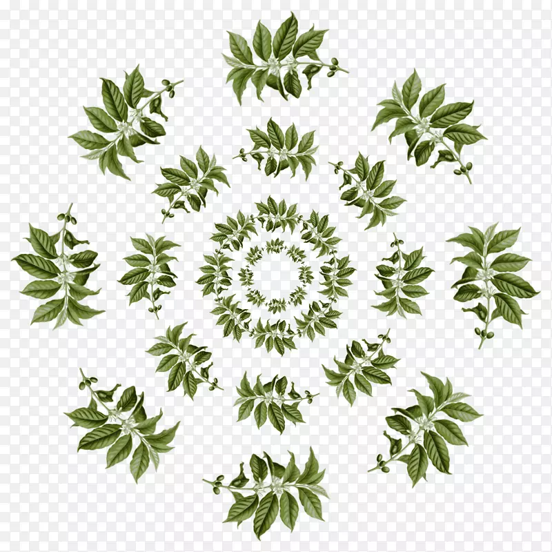 �����ȿ�����Ҷ���Ȳ�Ҷͼ��-������